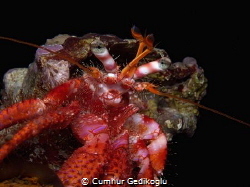 Dardanus calidus
One of the hermit crab from my hermit f... by Cumhur Gedikoglu 